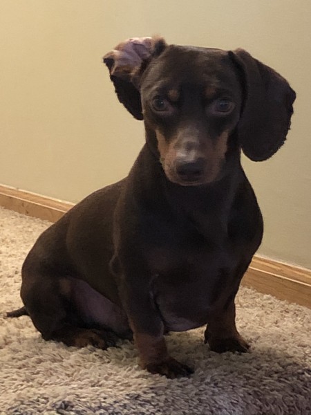 2 year old doxie lost her owners