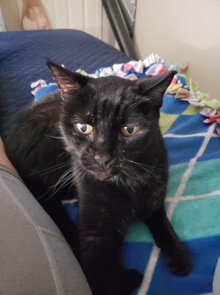 Helena - Blind, Deaf, Black 15 year old...and returned!