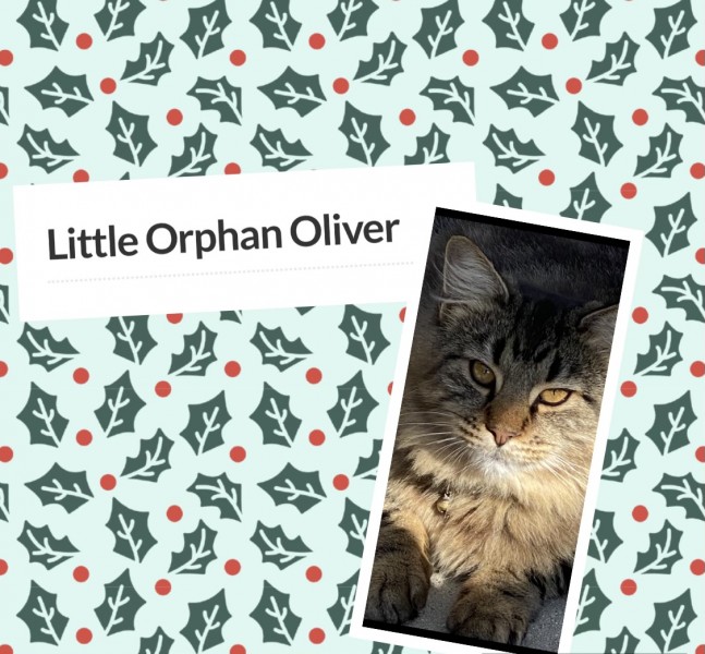 Little orphan oliver #2