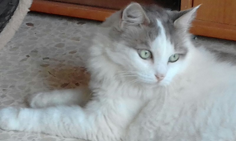 Kimmi the rescue cat from Floriana