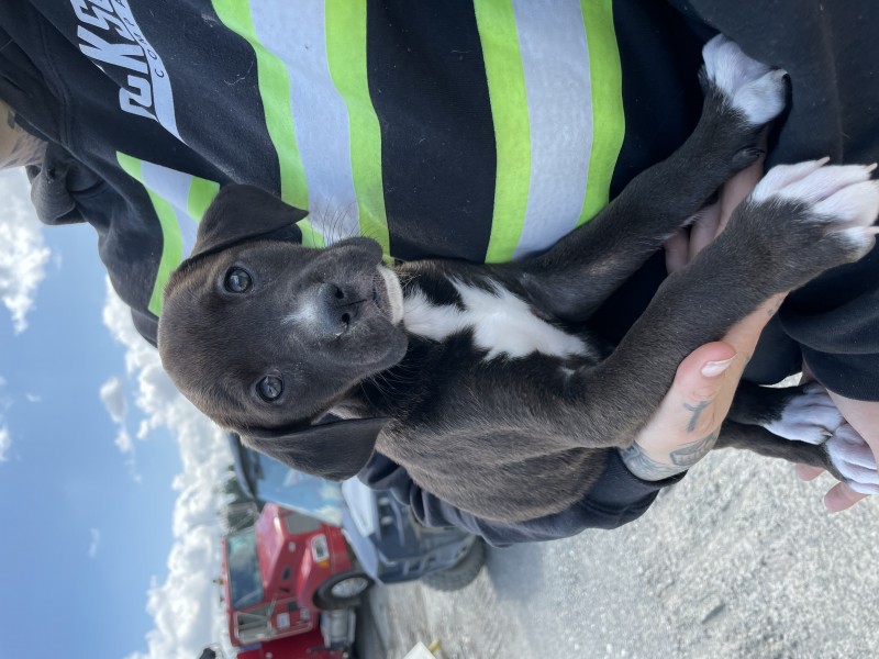 Puppies saved from being crushed at gravel pit are now fighting for their lives