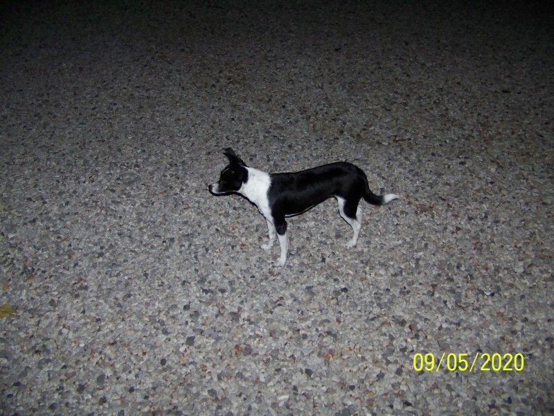 My little rat terrier baby