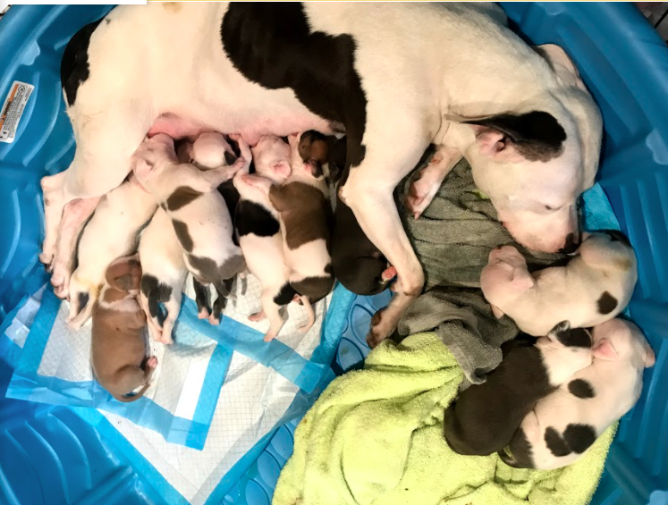 Dog and her 11 puppies left abandoned in public restroom find their forever homes