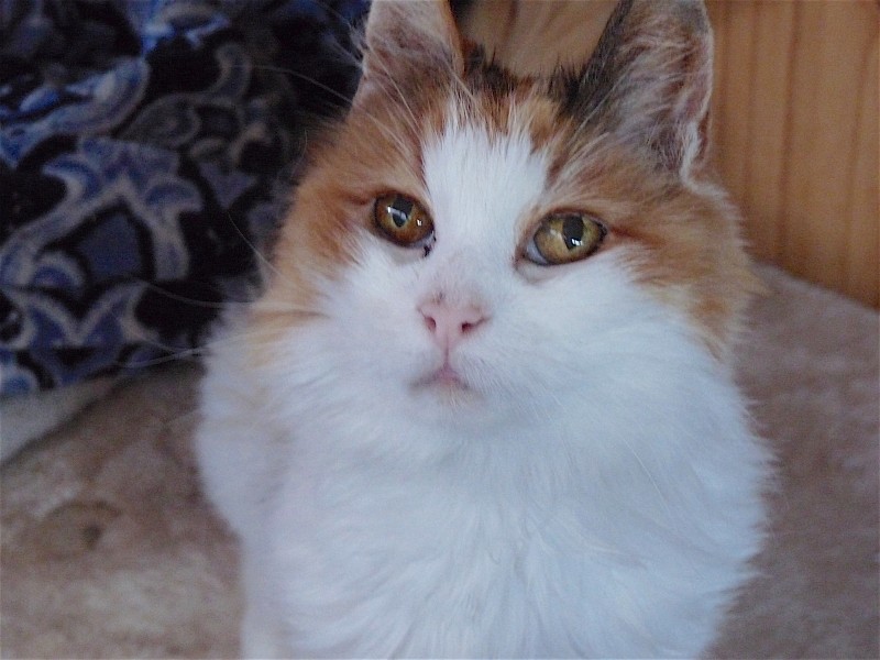 The kind family who have taken in 'unadoptable' stray Angry Cat