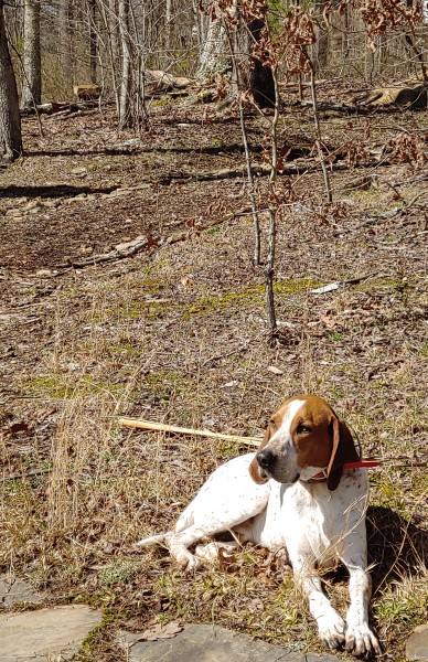 Failed Hunting Dog Wanders Onto Our Property