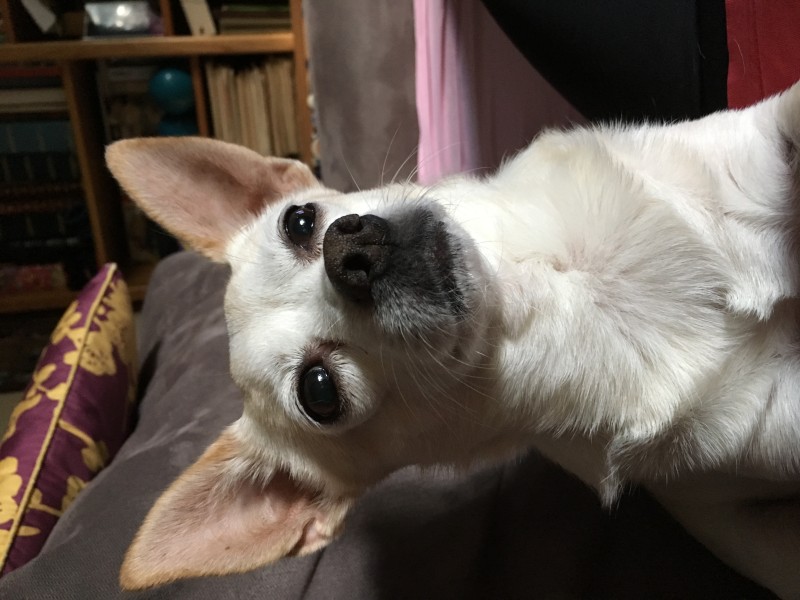 Adopt a Senior Dog - Meet Bitsy