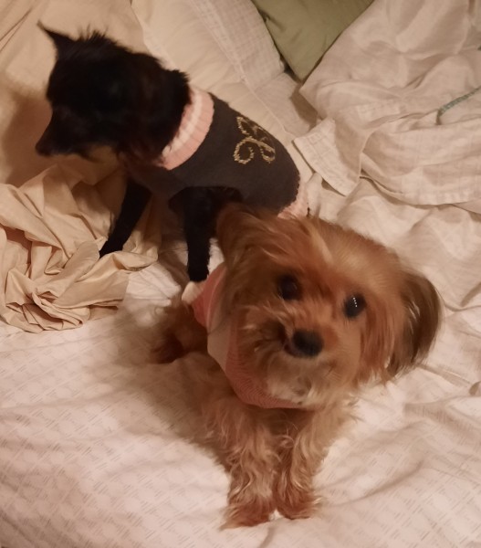 Owner passed left 6 dogs