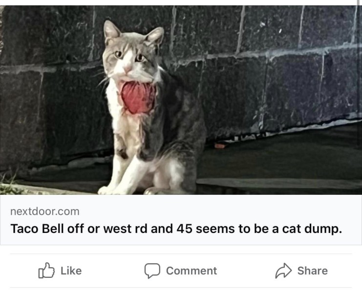 Taco Bell Cat With A Wound