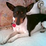 Luther, the rat terrier