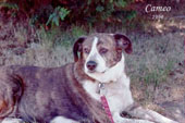 Cameo -the dog that rescued me