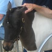 Maggie the minature horse who gives kisses