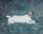 Sami and Molly:  My Jack Russells