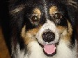 My beautiful Australian Shepherd