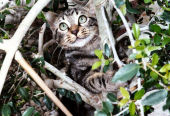 Jungle Kitty in a Bonsai Tree