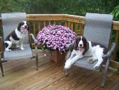 Ah, The Love Of An English Springer Spaniel