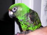 My Jardine Parrot Sam turned out to be my Hero & Guardian Angel