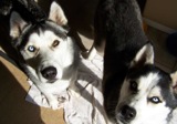 Believe in love at first sight? These huskies do.