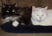 My two rescue kitties 11 years later!