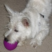 Whalen, the Westie