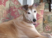 Retired Greyhound Becomes READing Paws Therapy Assistance Pet