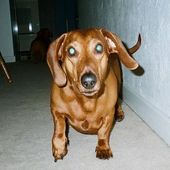 Butch, our Dachshund