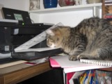 Zarza & the printer