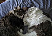 2 furry friends, make 1 heart