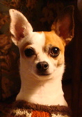 Chihuahuas Rock! Especially Rescue Pups Like Mr. Monet  : )