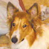 MaLassie the Collie