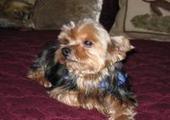 My Little Doll Peachie Yorkshire Terrier  Stolen - Spring, TX