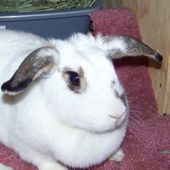 Angel:  a rescued rabbit's story