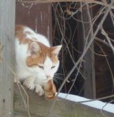 Bubba in a Tree House