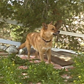 Toby the Gargoyle