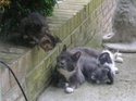 Ms. Kitty and her babies- Timber, Cinder and Pounce