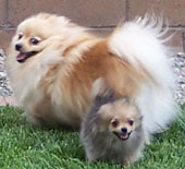 4 little pomeranians inspire tinydogsrule.com