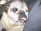 Romeo, Puppy Mill Dog, Rescued by Curly Tail Pug Rescue