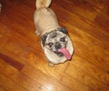 Charlotte, Puppy Mill Dog rescued by Curly Tail Pug Rescue