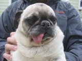 Penelope, Puppy Mill Dog, rescued by Curly Tail Pug Rescue