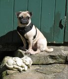 Pixie, Rehabilitated by Curly Tail Pug Rescue.......