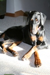 Doberman Rescue