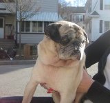 ET, rescued from ACC shelter by Curly Tail Pug Rescue