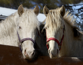 The Tale of 27 Horses Rescued