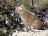 The Hiking Cat