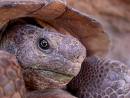 Cecil the Desert Tortoise