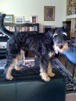 Casey the Welsh Terrier Rescue