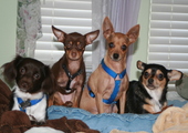 My FOUR RESCUED Chihuahuas!~!