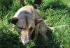 Stray Dog Shot with air pallet gun