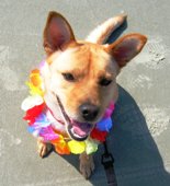 Chupie's First Day at the Beach!