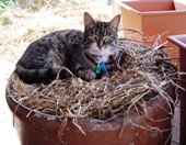 Brunnie the very clever stray cat