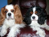 King Charles Cavaliers rescued from breeding kennels